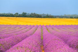 Lavender blossoming in the Provence during sunrise by Sjoerd van der Wal Photography