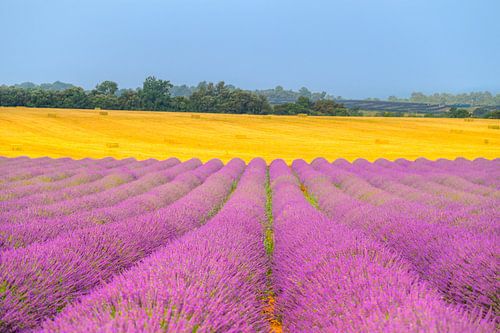 La lavande en fleurs en Provence au lever du soleil sur Sjoerd van der Wal Photographie
