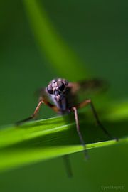 small and wonderfull by dieter provoost