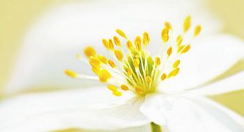 Anémone de forêt (Anémone de forêt blanche)