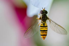 Hoverfly sur Onno van Kuik