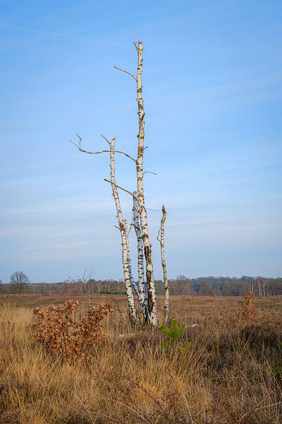 Dead birch tree by Johan Vanbockryck