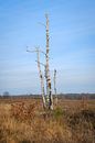 Dead birch tree by Johan Vanbockryck thumbnail