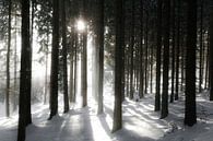 Bos tegen het licht van Jürgen Wiesler thumbnail