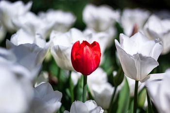 Rebelle néerlandais