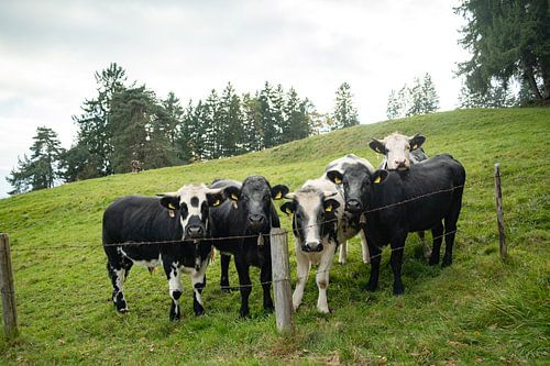 Schattige koeien in de Allgäu met de Grünten op de achtergrond