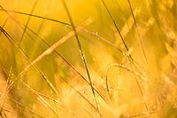 Sonnenuntergang im Gras in der Region Achterhoek