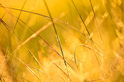 Zonsondergang door het gras in de Achterhoek