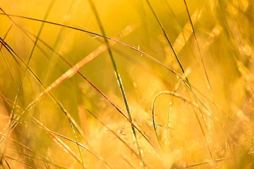 Zonsondergang door het gras in de Achterhoek van Arno Wolsink