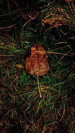 Herbstblatt von AciPhotography