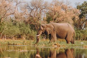 Éléphant marchant dans l'eau dans le delta de l'Okavango