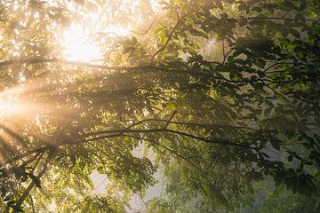 Zonnestralen tussen takken en bladeren