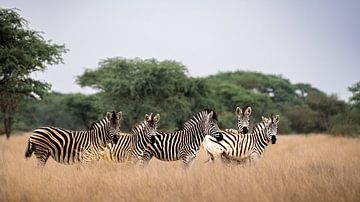 Groep zebra's in zuid-Afrika van Lisa Sarrazin