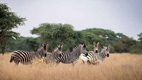 Gruppe von Zebras im südlichen Afrika