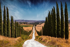 A Tuscan road lined with cypress trees