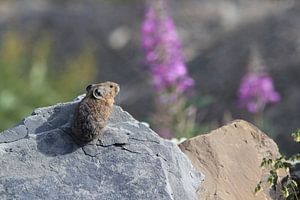 Pika Glacier National Park  Montana USA