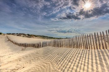 Sonne bricht in den Dünen von Den Haag durch