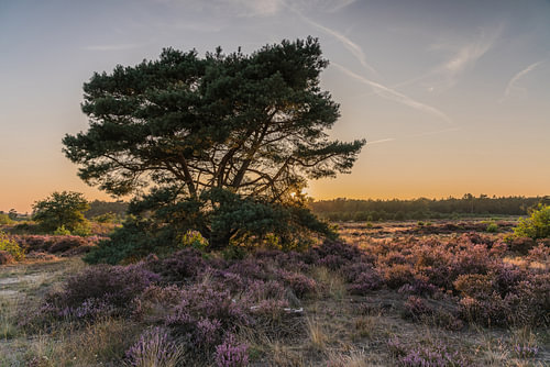 Eenzame boom op de heide bij Radio Kootwijk