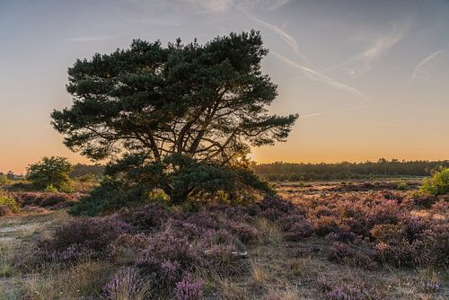 Eenzame boom op de heide bij Radio Kootwijk