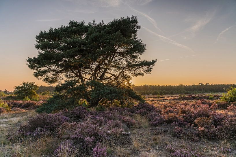 Einsamer Baum in der Heidelandschaft bei Radio Kootwijk von Jeroen de Jongh