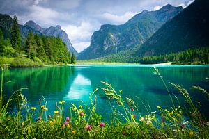 Toblacher See und Blumen, Dolomiten
