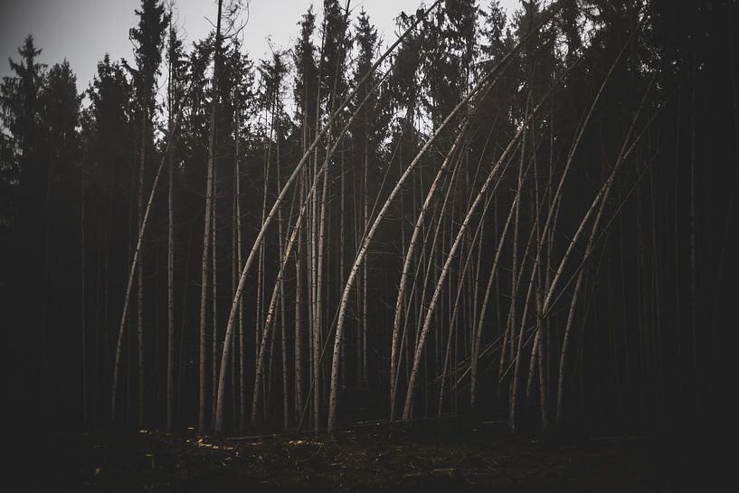 bows by Matthias Ettinger