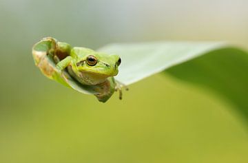 Tree frog on reed leaf by Jeroen Stel