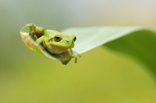 Grenouille arboricole sur feuille de roseau