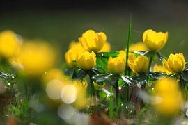 Charmantes lueurs d'hiver