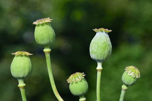 Five green poppy capsules against a green background