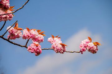 Roze bloesemtak tegen een mooie Hollandse lentelucht van Nederlandschap