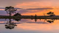 Sonnenuntergang in Holtveen, im Nationalpark Dwingelderveld von Henk Meijer Photography Miniaturansicht