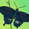 Blauer Schmetterling auf grünem Stiel (Papilio castor) von Jose Lok