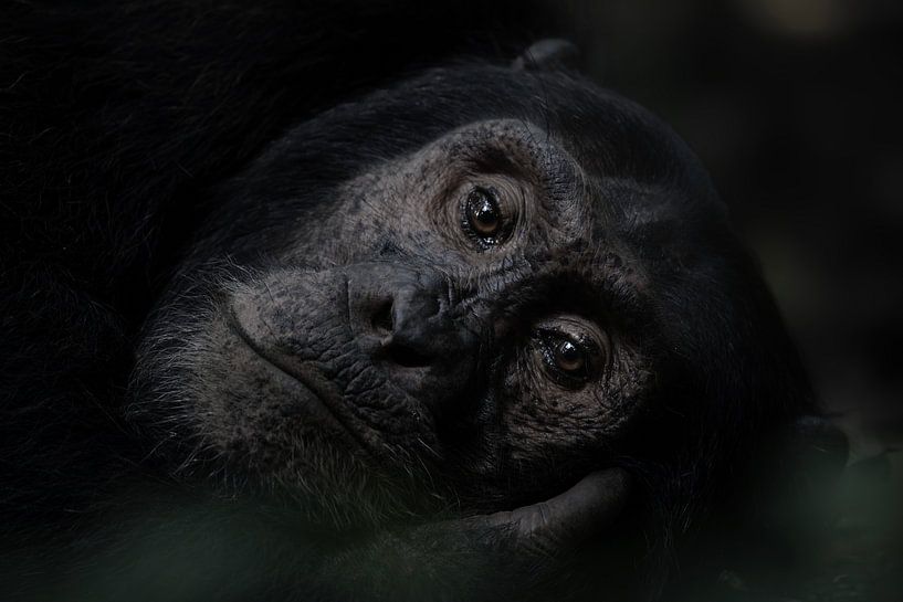 Portrait of a Chimpanzee by Albert Beukhof