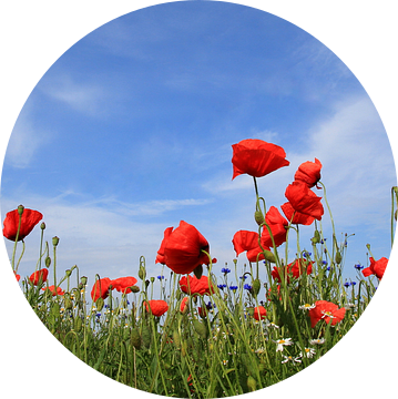 papaver van Ostsee Bilder