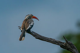 Südlicher Rotschnabel-Nashornvogel, der auf einem Holzast sitzt von Johannes Jongsma