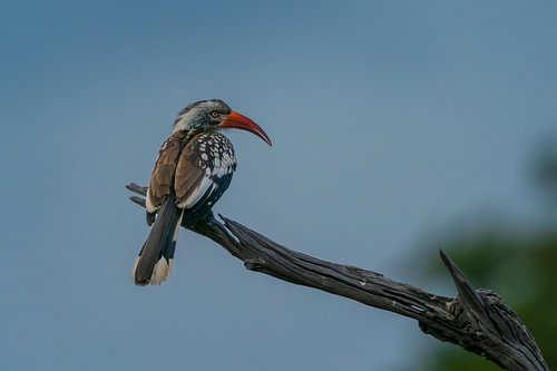 Southern Red-Billed Hornbill Sitting on Wooden Branch