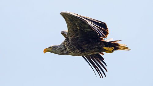 Zeearend tijdens de vlucht