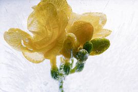 Yellow freesia in ice 4 by Marc Heiligenstein