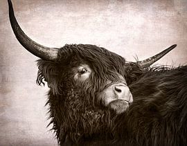 Highlander head slanting by natascha verbij