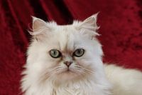 Perzische poes Silver Shaded