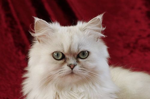 Perzische poes Silver Shaded