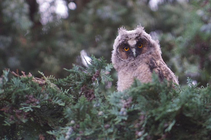 jonge uil by Elise Daanen