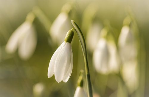 Sneeuwklokjes in de ochtendzon