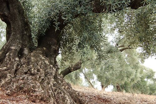 Oerkracht vanuit de wortel.