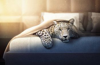 Jaguar in bed