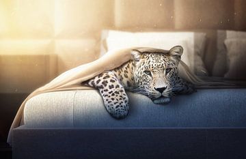Jaguar in bed van Markus Bieck