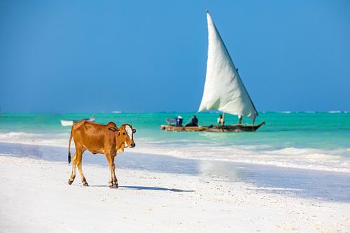 Eine Kuh besucht den paradiesischen Strand in Sansibar mit einem traditionellen Segelboot im Hinterg