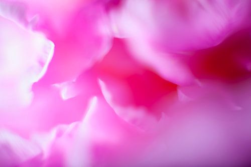 Flowering pink peony