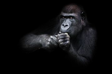 Het aandachtige gorilla wijfje zit houdend haar handen en doet iets dichtbij haar gezicht kijkt aand van Michael Semenov